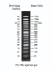 DNA ladder 50bp 50-1500bp, 1x500 µl vial